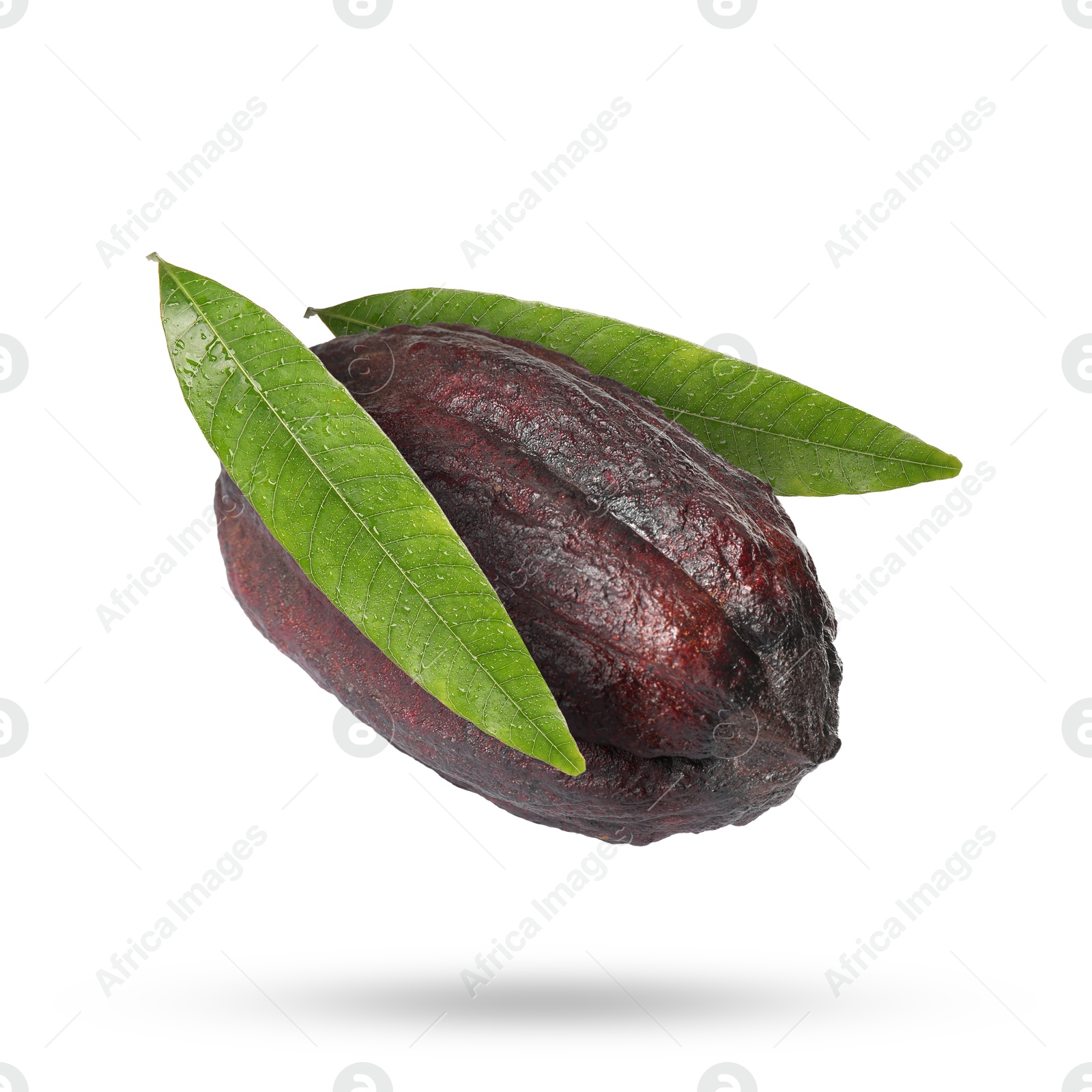 Image of Cocoa pod with green leaves in air on white background