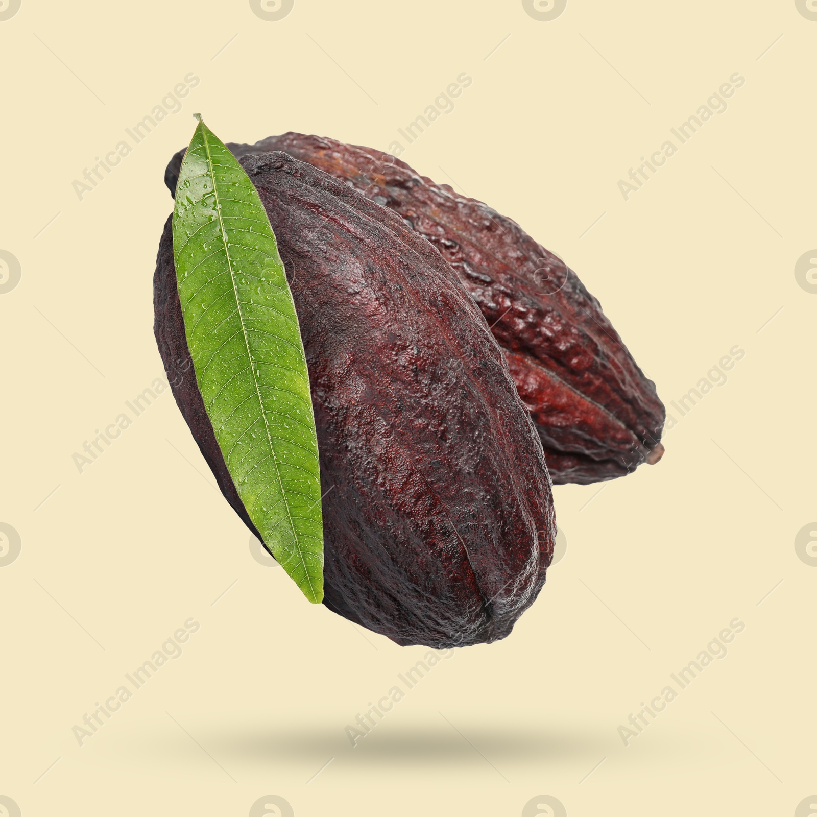 Image of Cocoa pod with green leaves in air on beige background