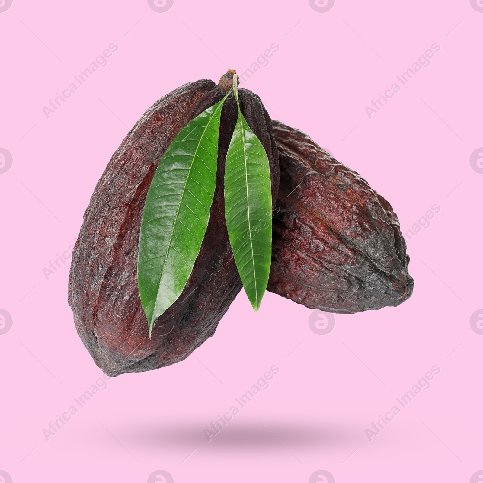 Image of Cocoa pods and green leaves in air on pink background