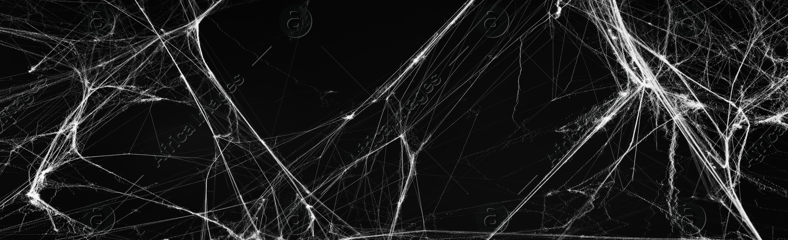 Image of White cobweb on black background, banner design