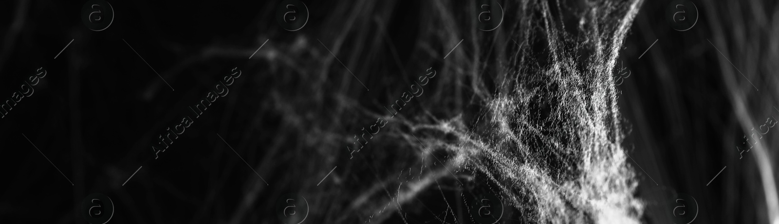 Image of White cobweb on black background, banner design