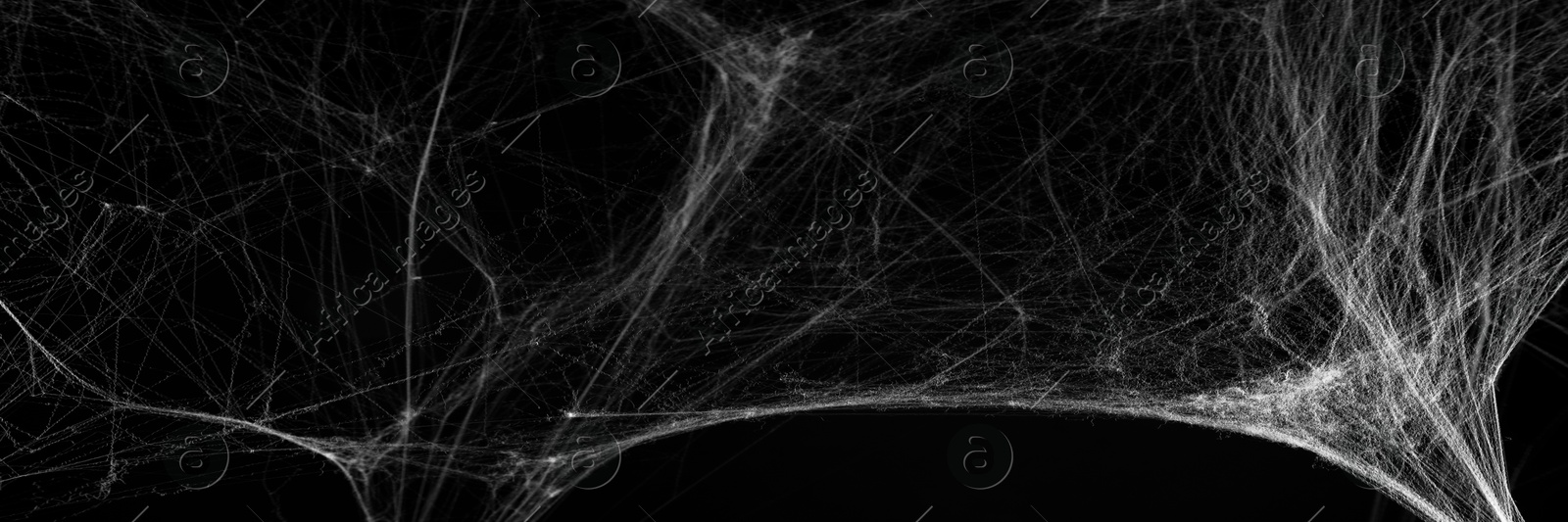 Image of White cobweb on black background, banner design