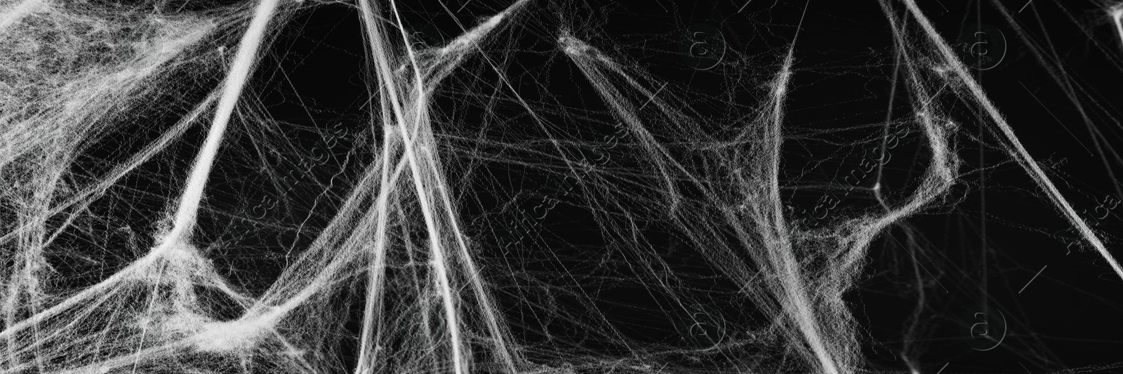 Image of White cobweb on black background, banner design