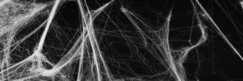 Image of White cobweb on black background, banner design