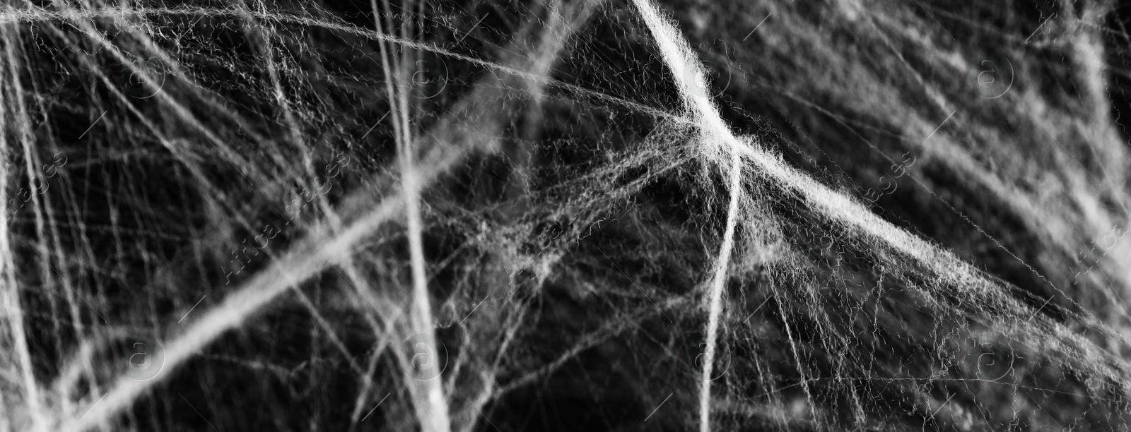 Image of White cobweb on black background, banner design