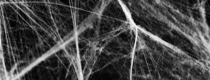 Image of White cobweb on black background, banner design