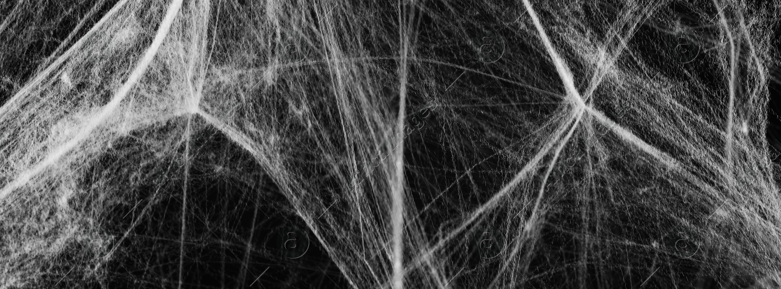 Image of White cobweb on black background, banner design