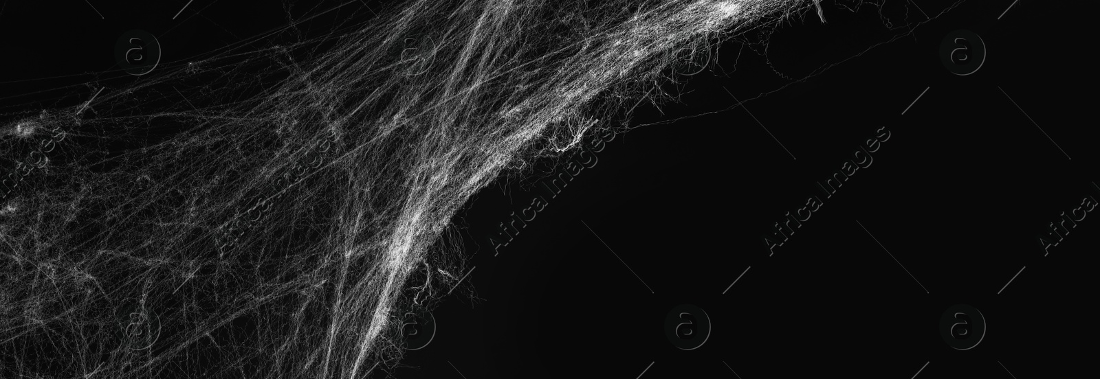 Image of White cobweb on black background, banner design