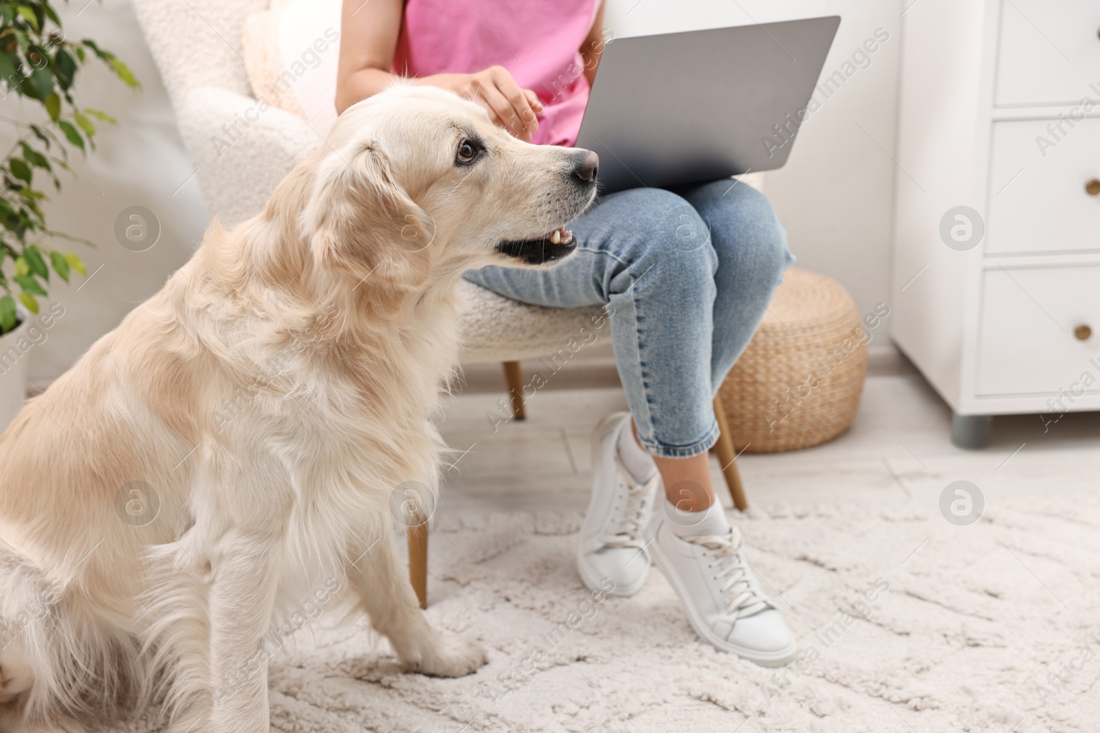 Photo of Online pet shop. Woman with laptop making order for cute Golden Retriever dog at home, closeup