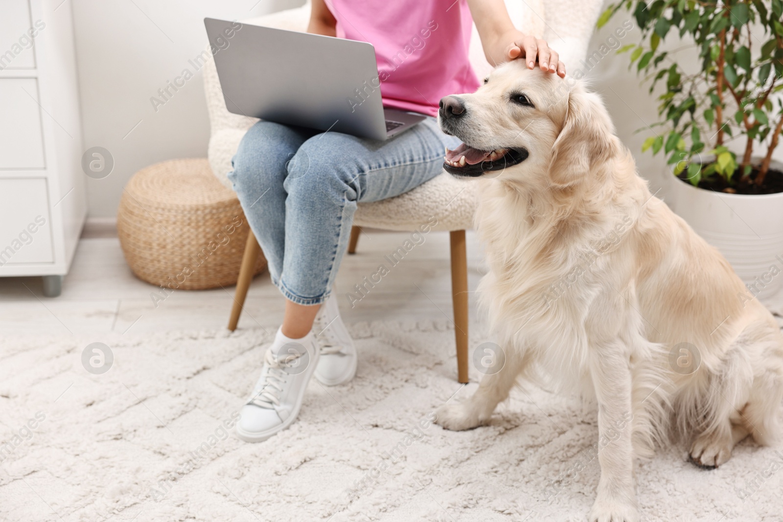 Photo of Online pet shop. Woman with laptop making order for cute Golden Retriever dog at home, closeup