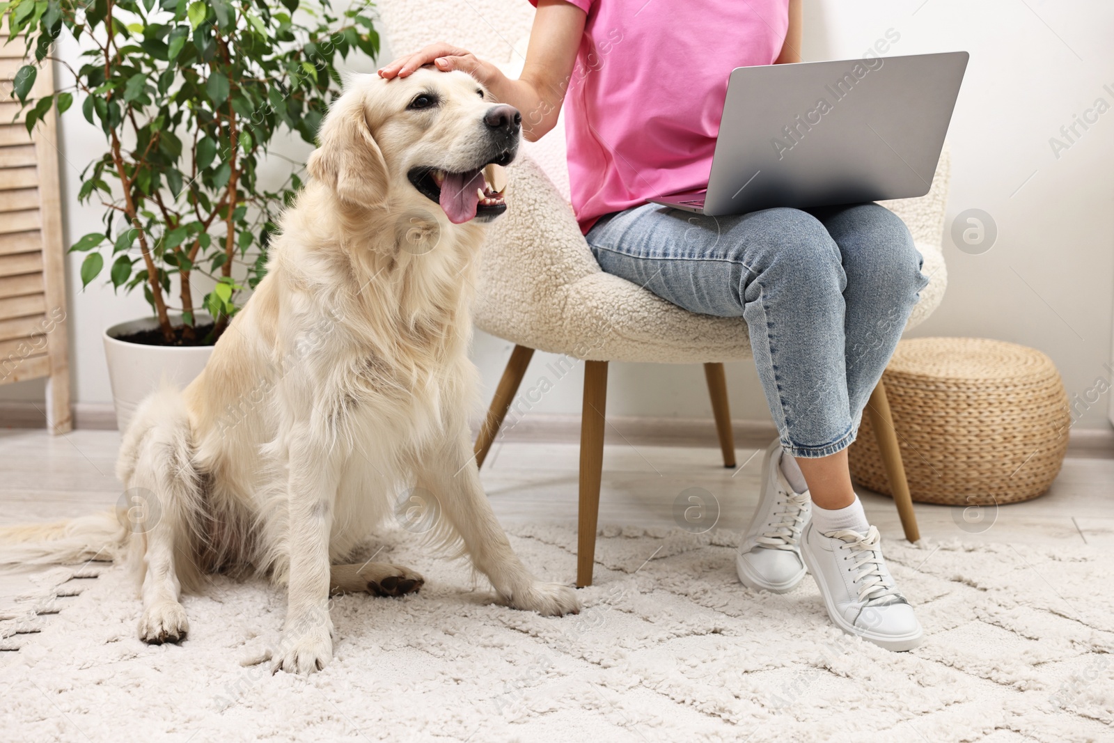 Photo of Online pet shop. Woman with laptop making order for cute Golden Retriever dog at home, closeup