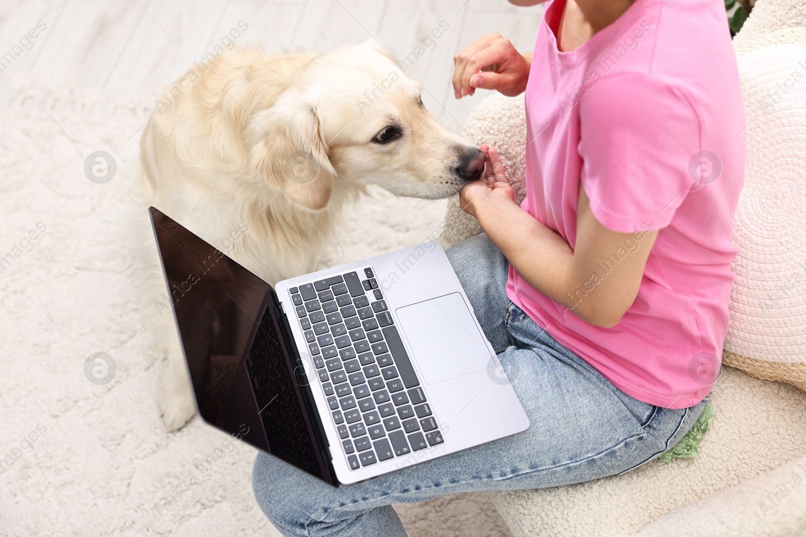 Photo of Online pet shop. Woman with laptop making order for cute Golden Retriever dog at home, closeup