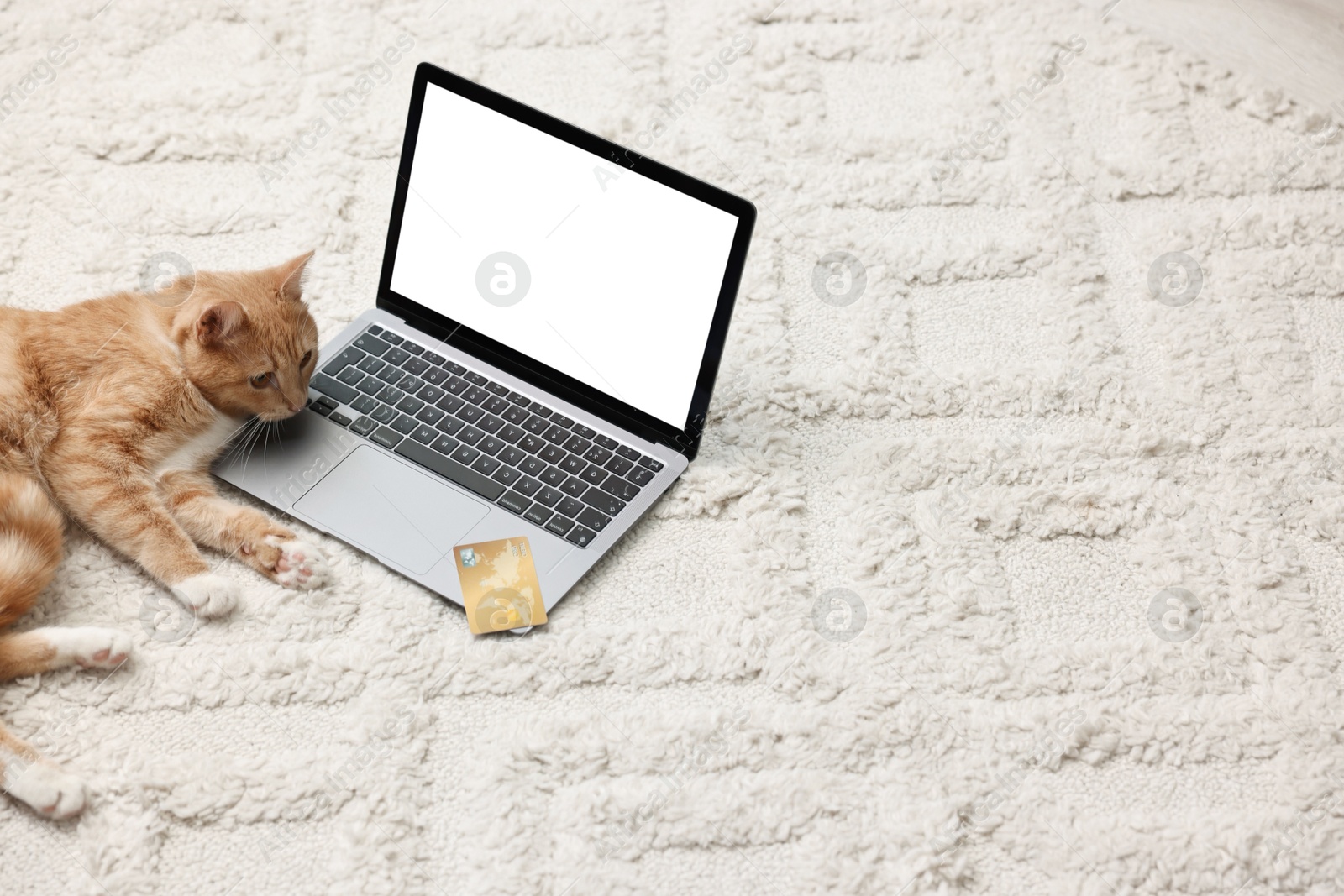 Photo of Online pet shop. Cute cat, laptop and credit card on rug indoors, space for text