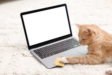 Photo of Online pet shop. Cute cat, laptop and credit card on rug indoors