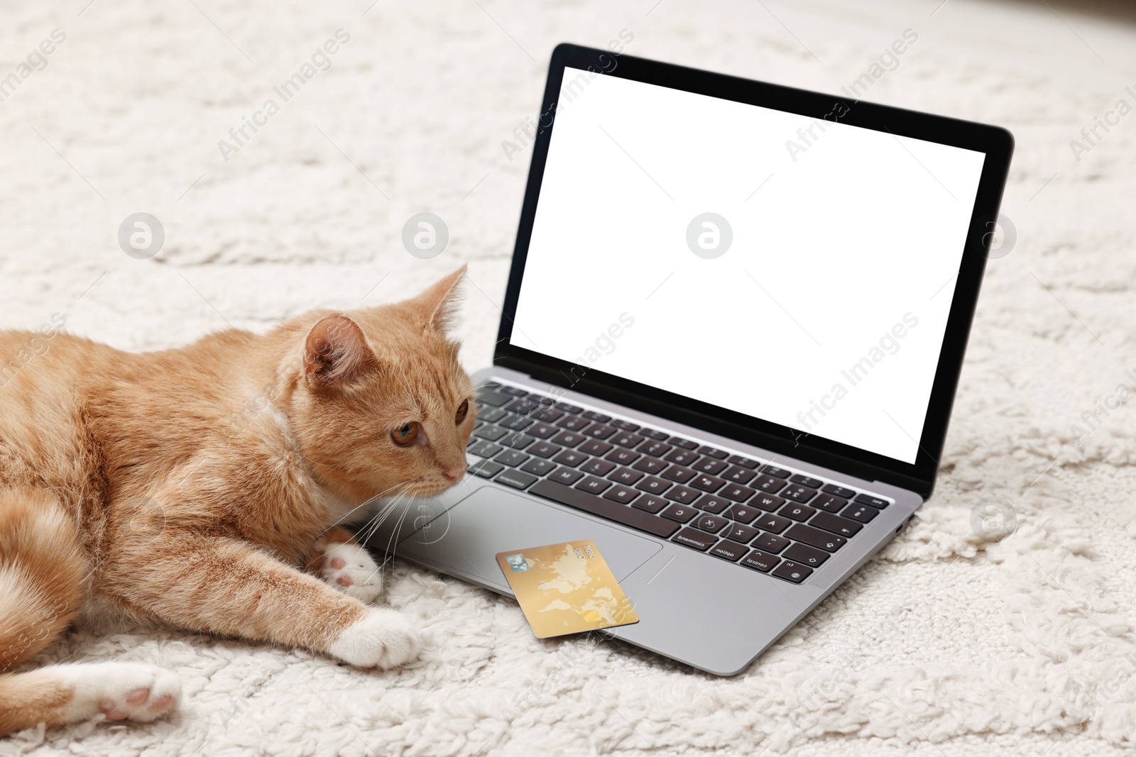 Photo of Online pet shop. Cute cat, laptop and credit card on rug indoors