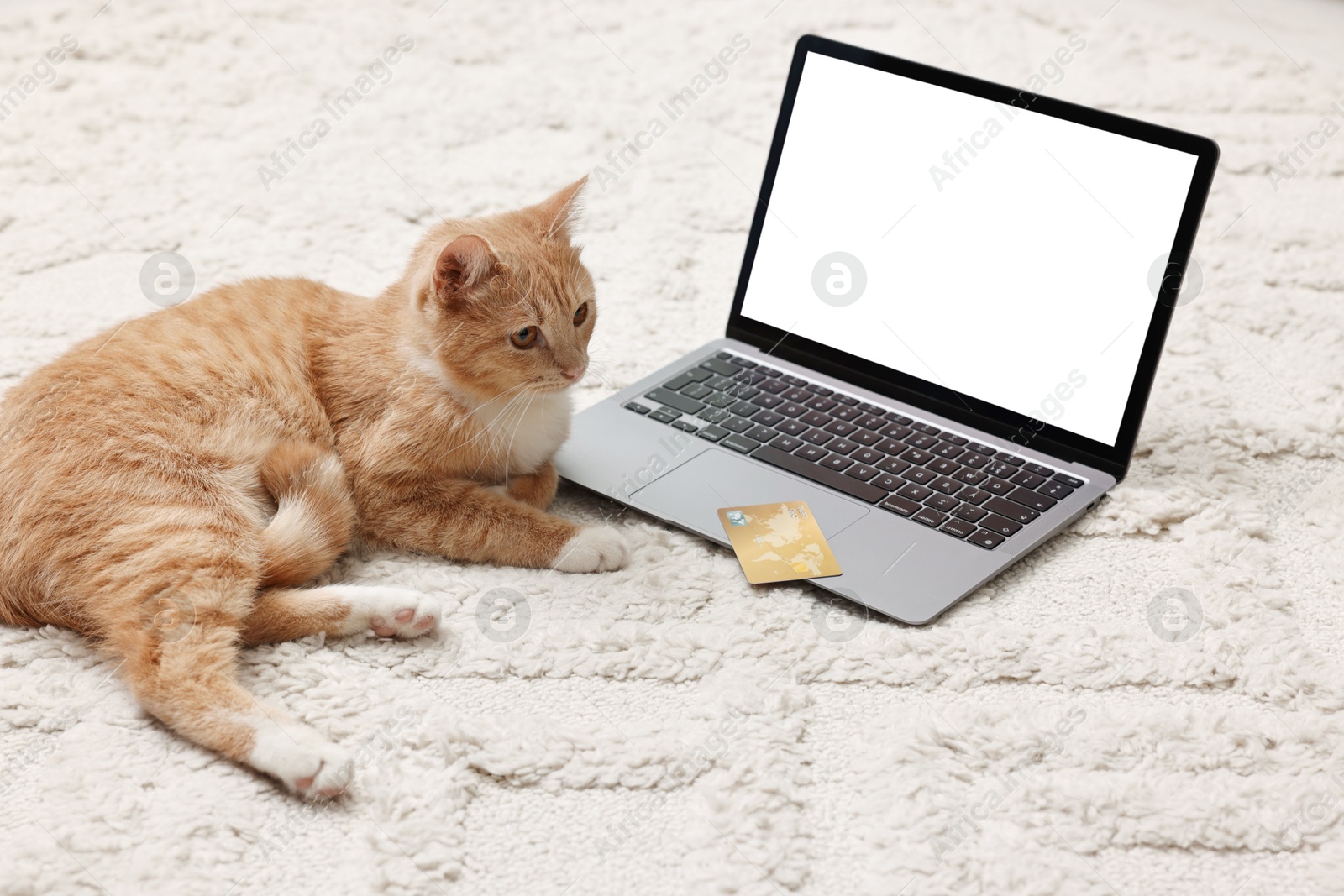 Photo of Online pet shop. Cute cat, laptop and credit card on rug indoors