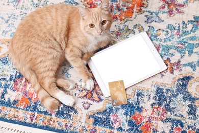 Online pet shop. Cute cat, tablet and credit card on rug indoors