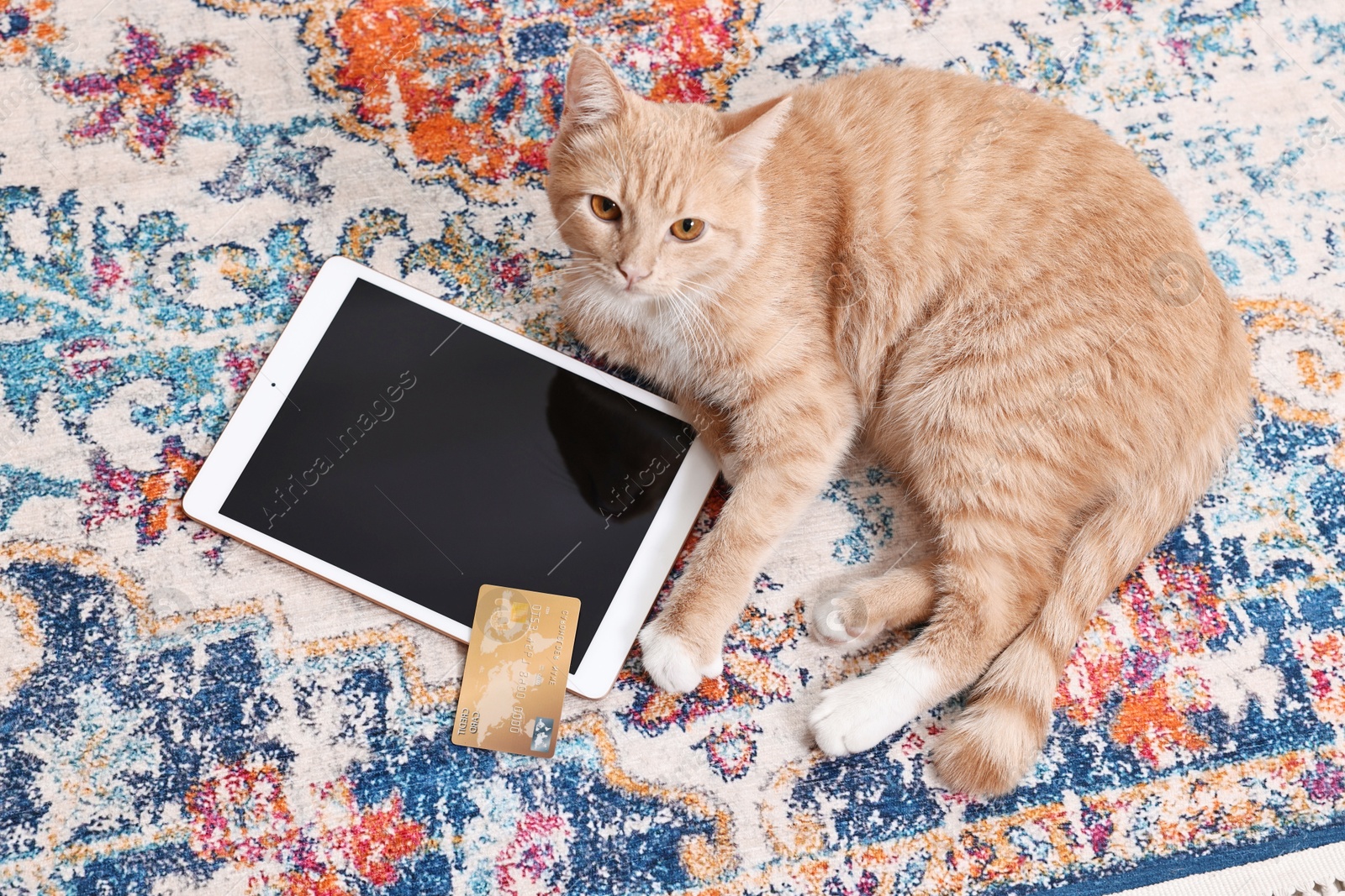 Photo of Online pet shop. Cute cat, tablet and credit card on rug indoors