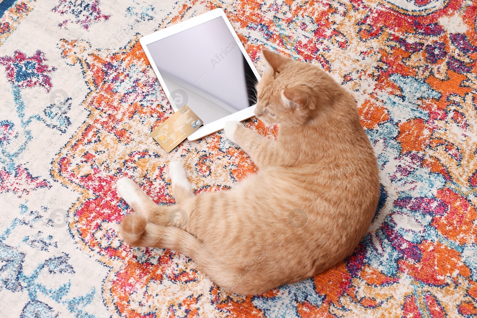 Photo of Online pet shop. Cute cat, tablet and credit card on rug indoors