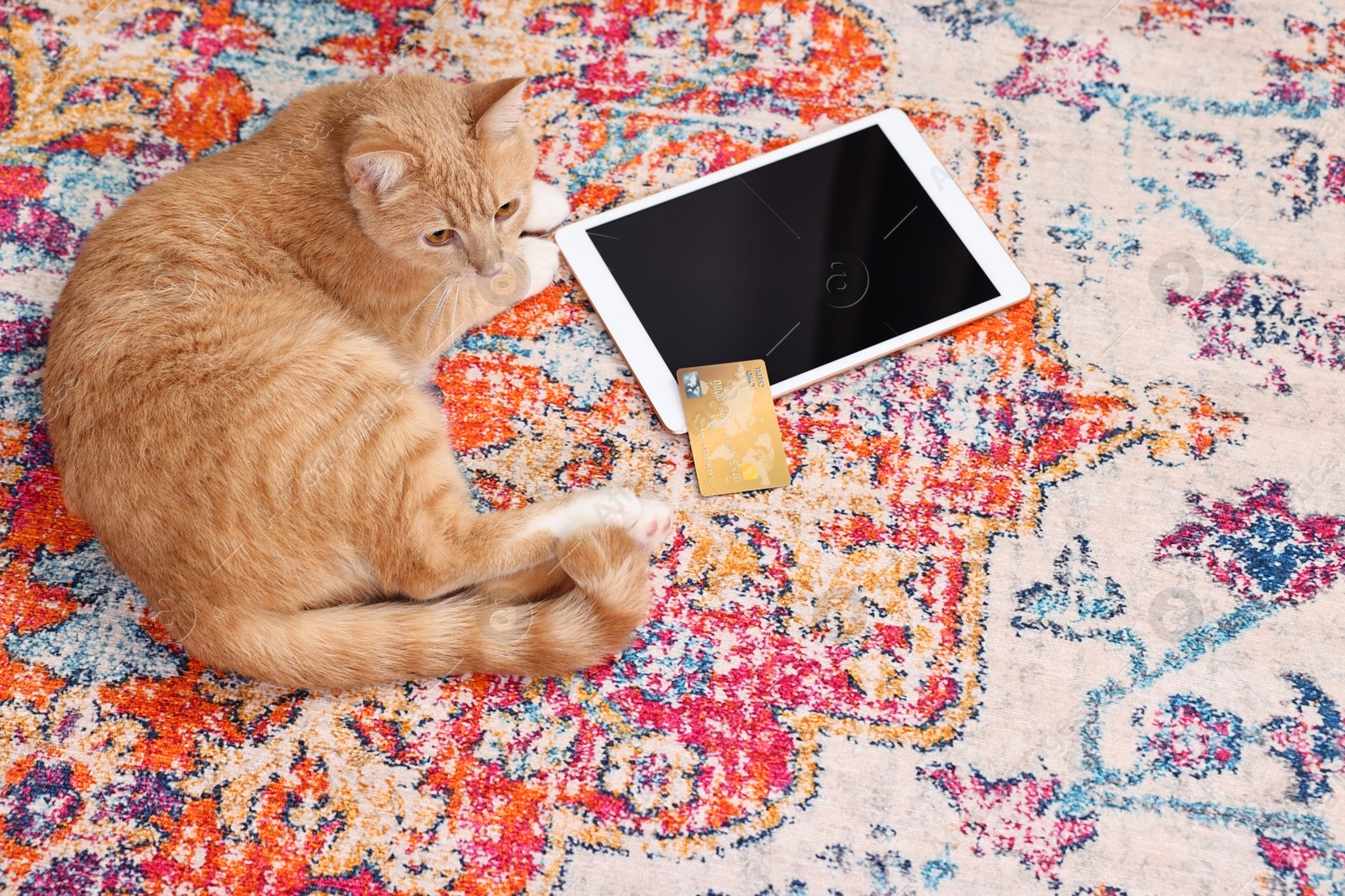 Photo of Online pet shop. Cute cat, tablet and credit card on rug indoors