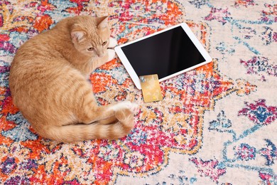 Online pet shop. Cute cat, tablet and credit card on rug indoors