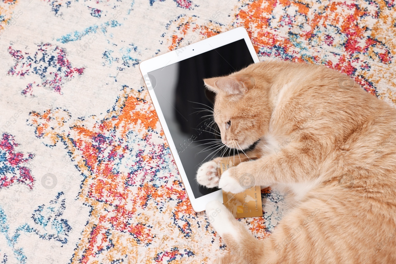 Photo of Online pet shop. Cute cat, tablet and credit card on rug indoors