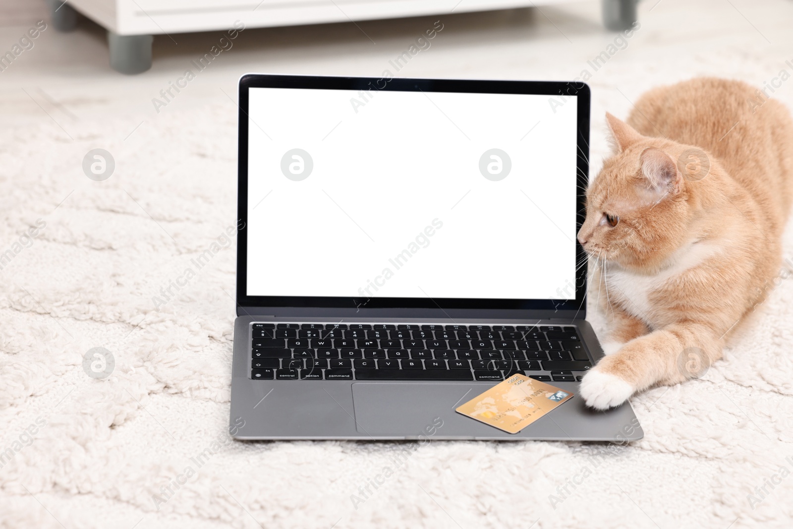 Photo of Online pet shop. Cute cat, laptop and credit card on rug indoors