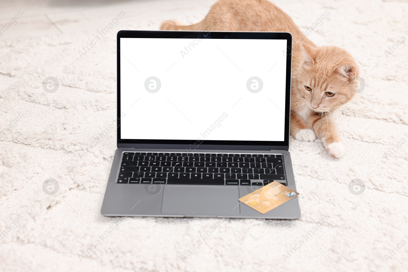 Photo of Online pet shop. Cute cat, laptop and credit card on rug indoors