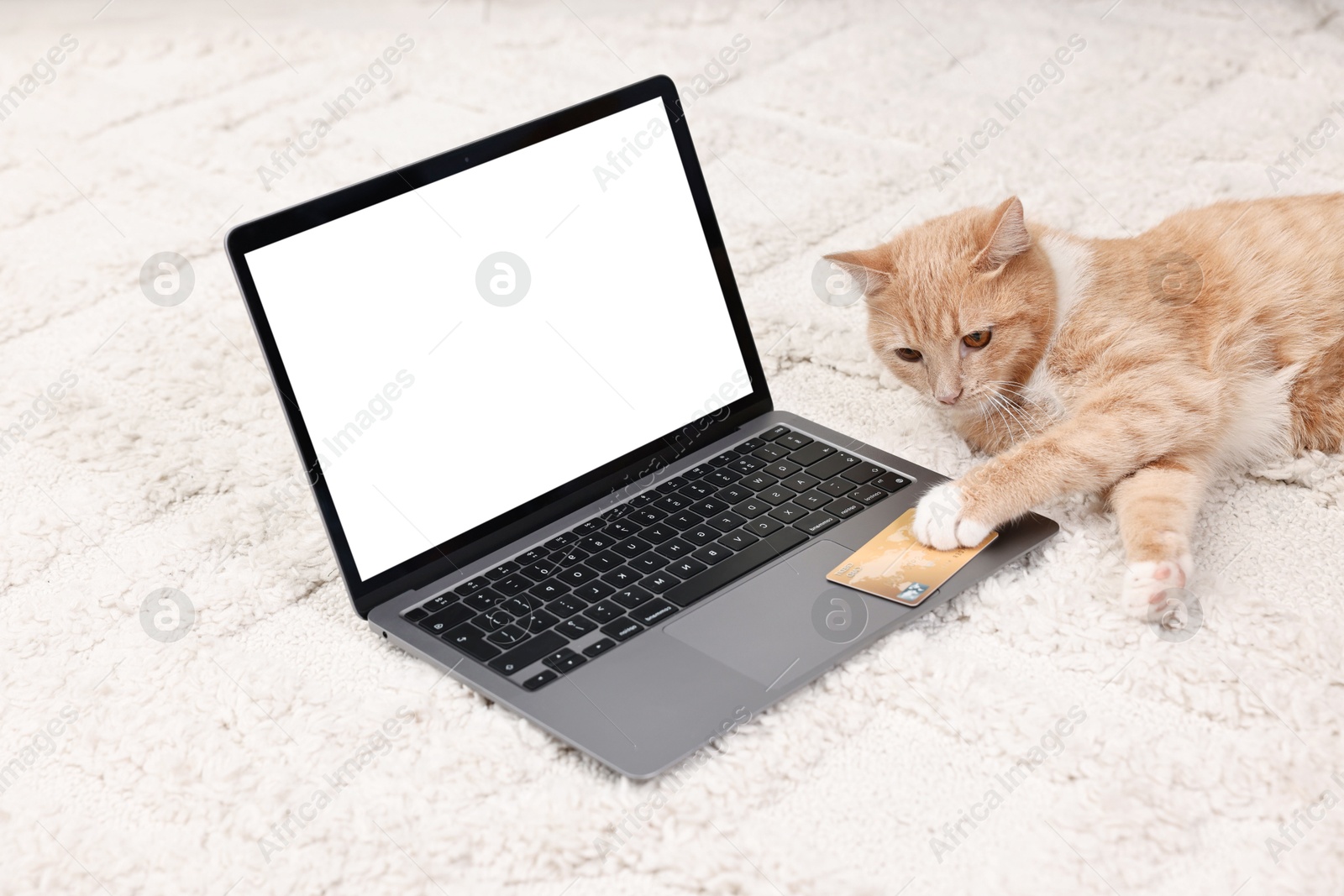 Photo of Online pet shop. Cute cat, laptop and credit card on rug indoors