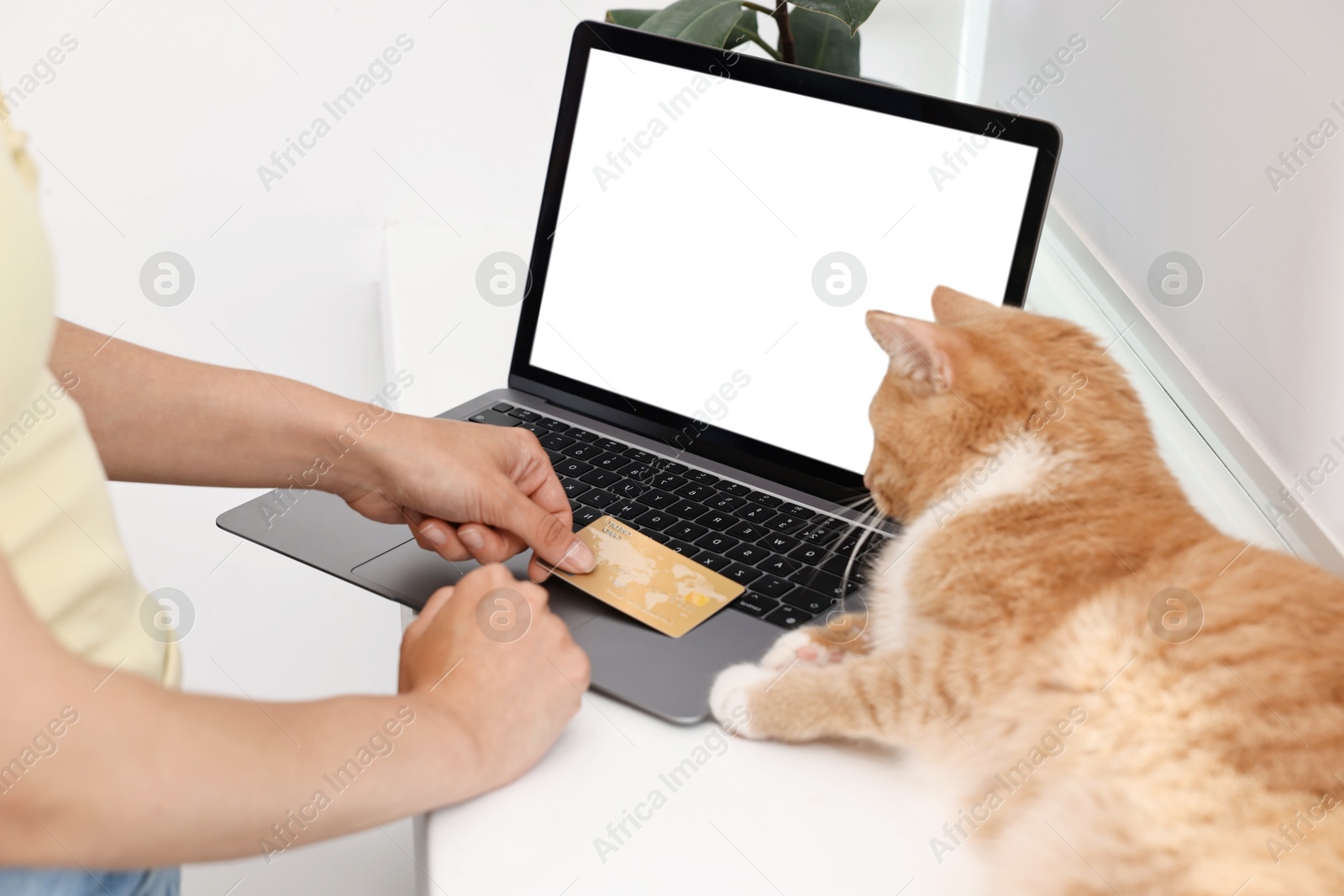 Photo of Online pet shop. Woman with laptop, credit card and cute cat making order at home, closeup