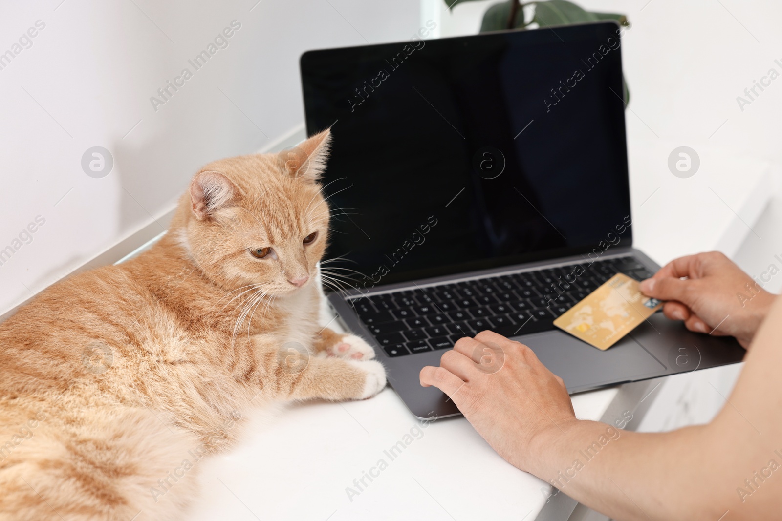 Photo of Online pet shop. Woman with laptop, credit card and cute cat making order at home, closeup