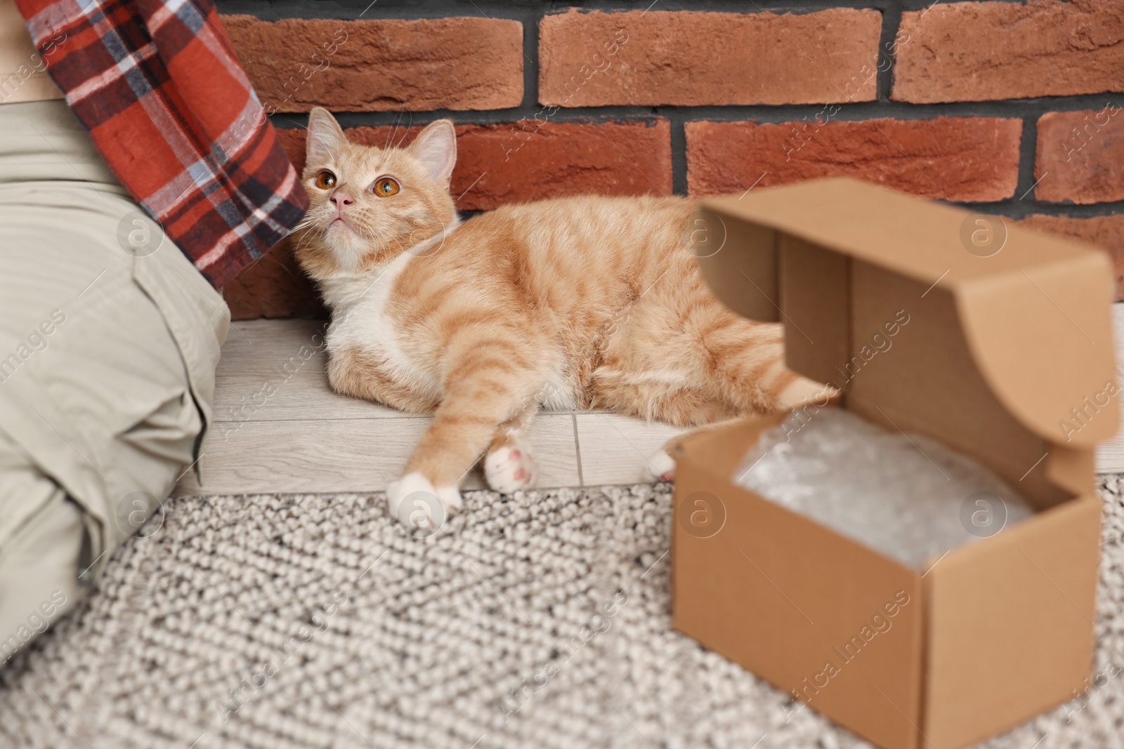 Photo of Online pet shop. Woman with cardboard box and cute cat on rug at home, closeup