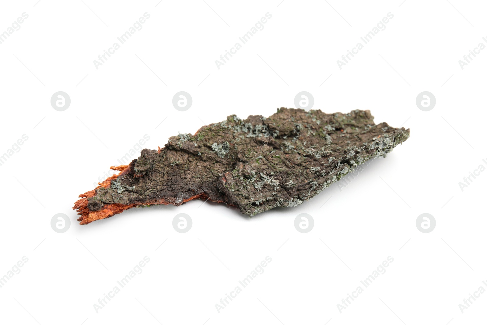 Photo of One piece of tree bark isolated on white