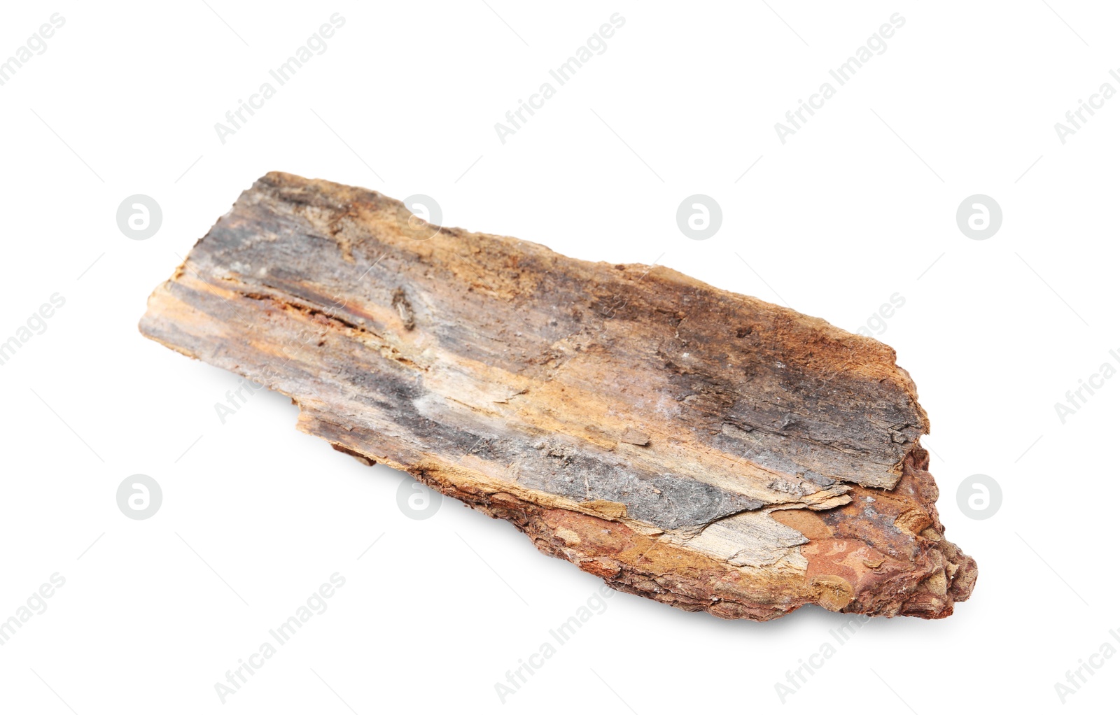 Photo of One piece of tree bark on white background