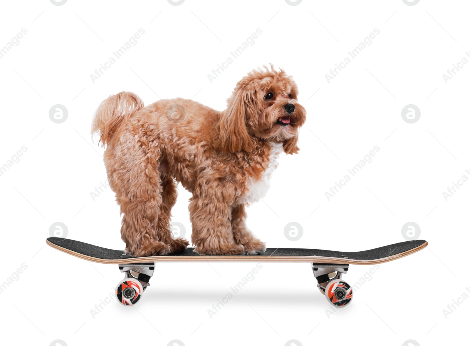 Photo of Cute Maltipoo dog on skateboard against white background