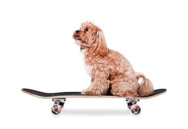 Photo of Cute Maltipoo dog on skateboard against white background