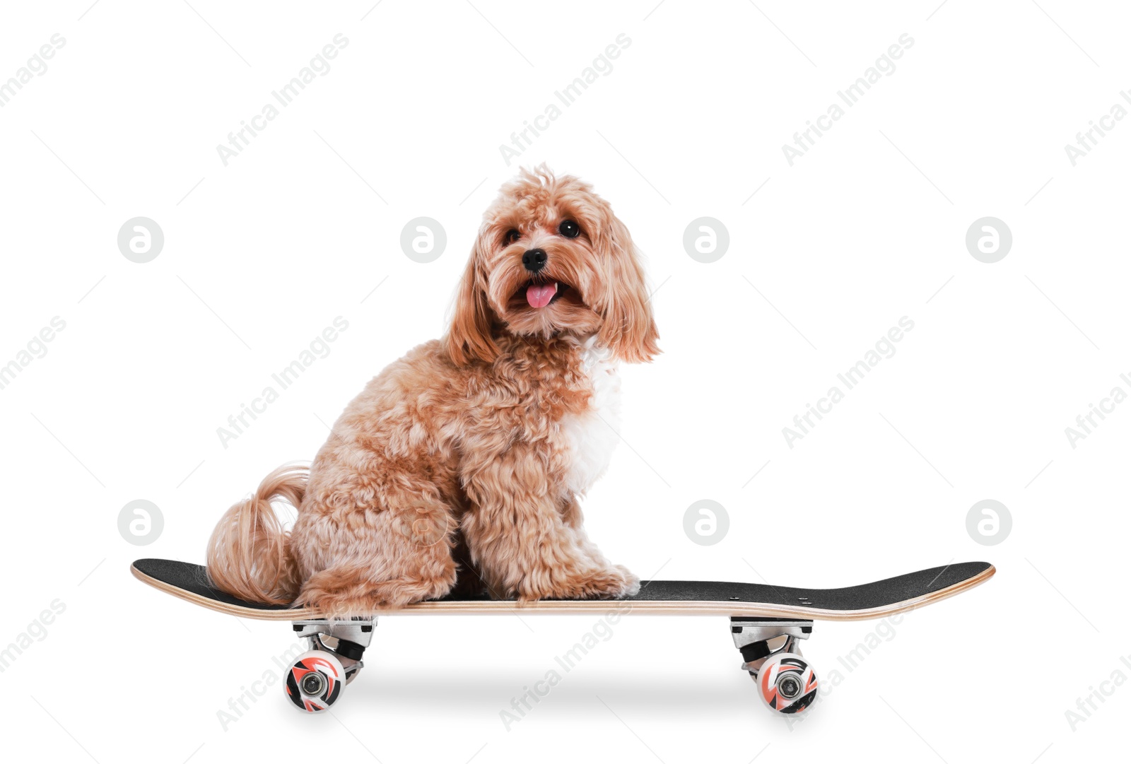 Photo of Cute Maltipoo dog on skateboard against white background