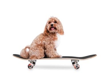 Photo of Cute Maltipoo dog on skateboard against white background