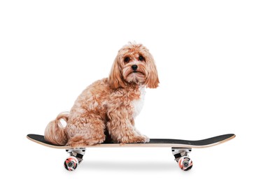 Photo of Cute Maltipoo dog on skateboard against white background