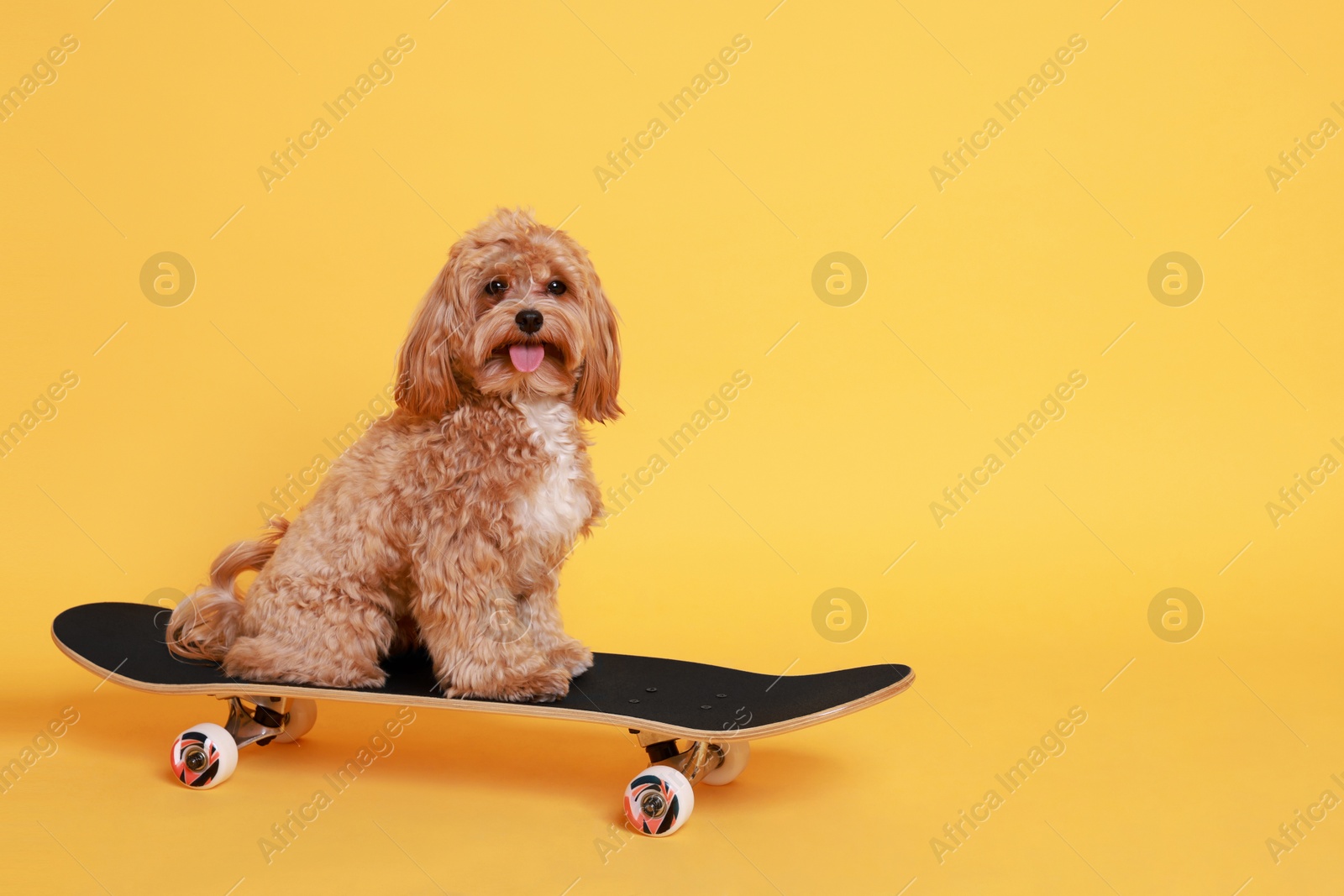 Photo of Cute Maltipoo dog on skateboard against orange background. Space for text