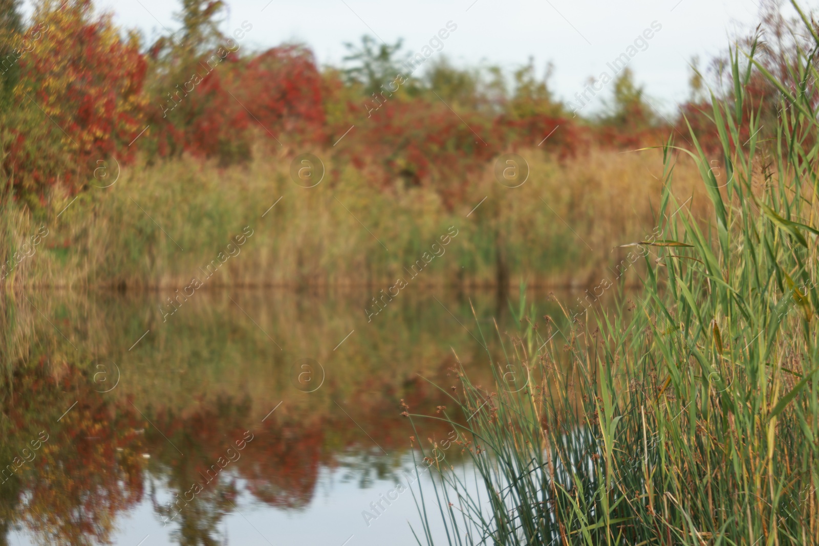 Photo of Beautiful view of lake and plants outdoors