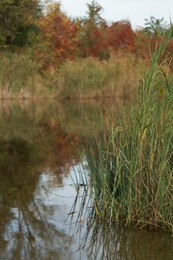 Photo of Beautiful view of lake and plants outdoors