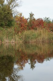 Beautiful view of lake and plants outdoors