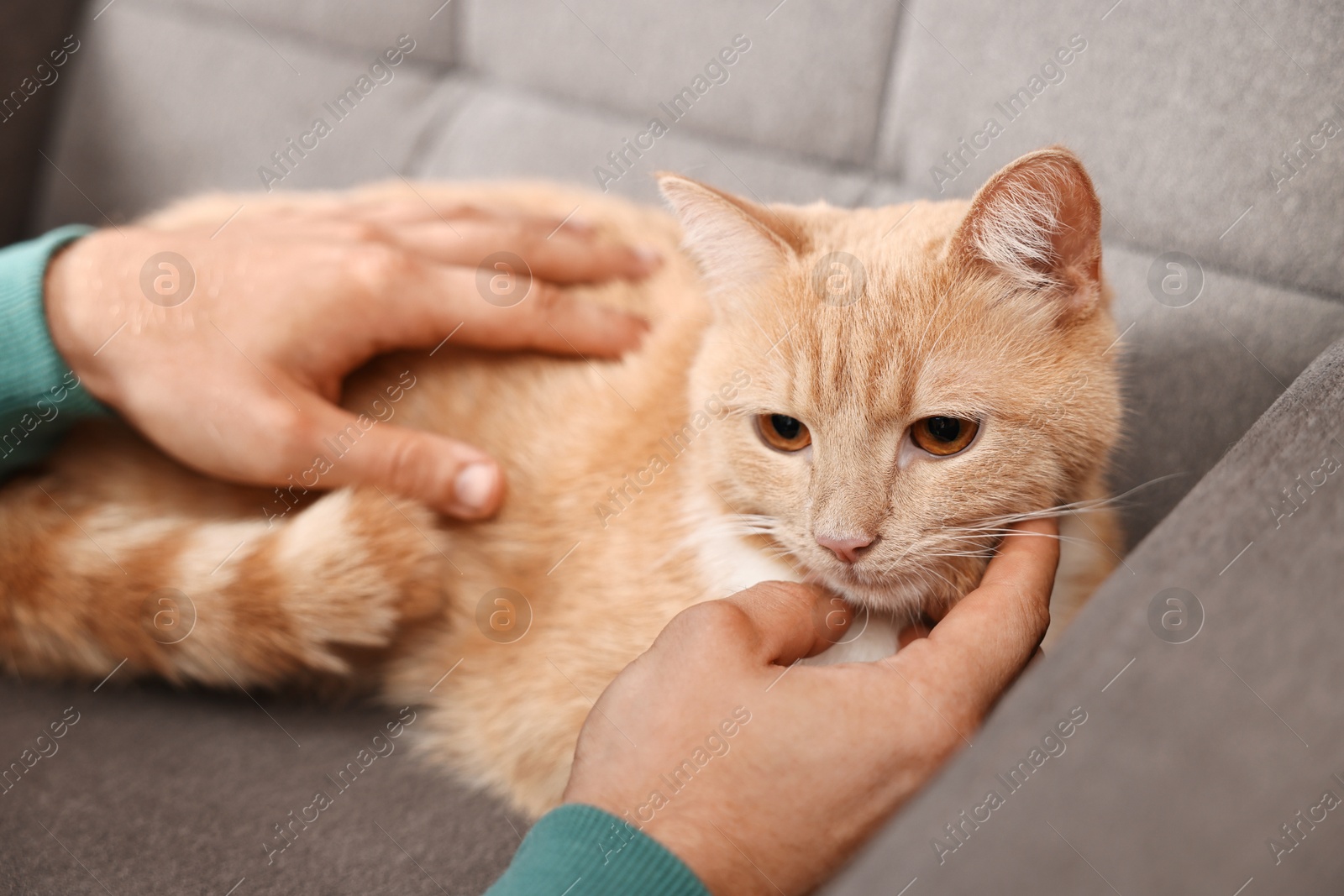 Photo of Man petting cute ginger cat on armchair at home, closeup