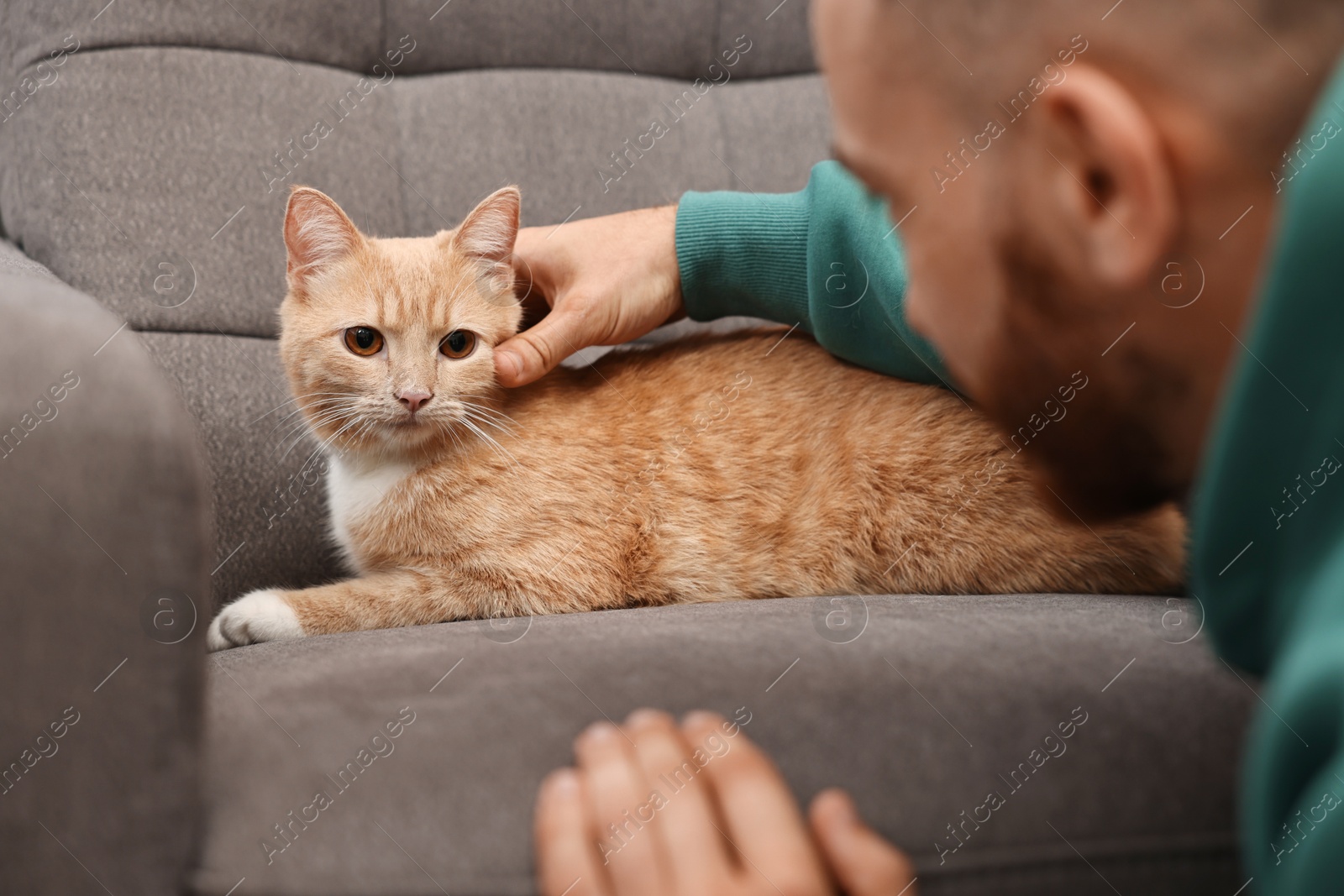 Photo of Man petting cute ginger cat on armchair at home, closeup