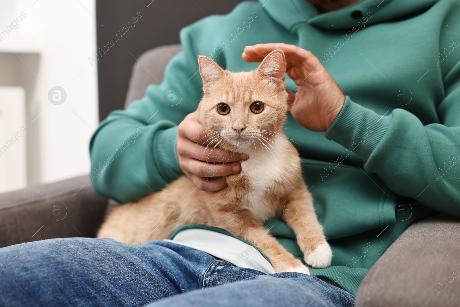 Photo of Man petting cute ginger cat on armchair at home, closeup