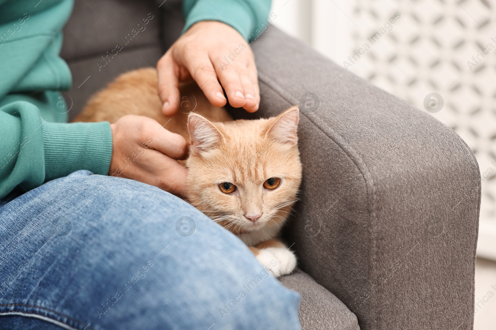 Photo of Man petting cute ginger cat on armchair at home, closeup