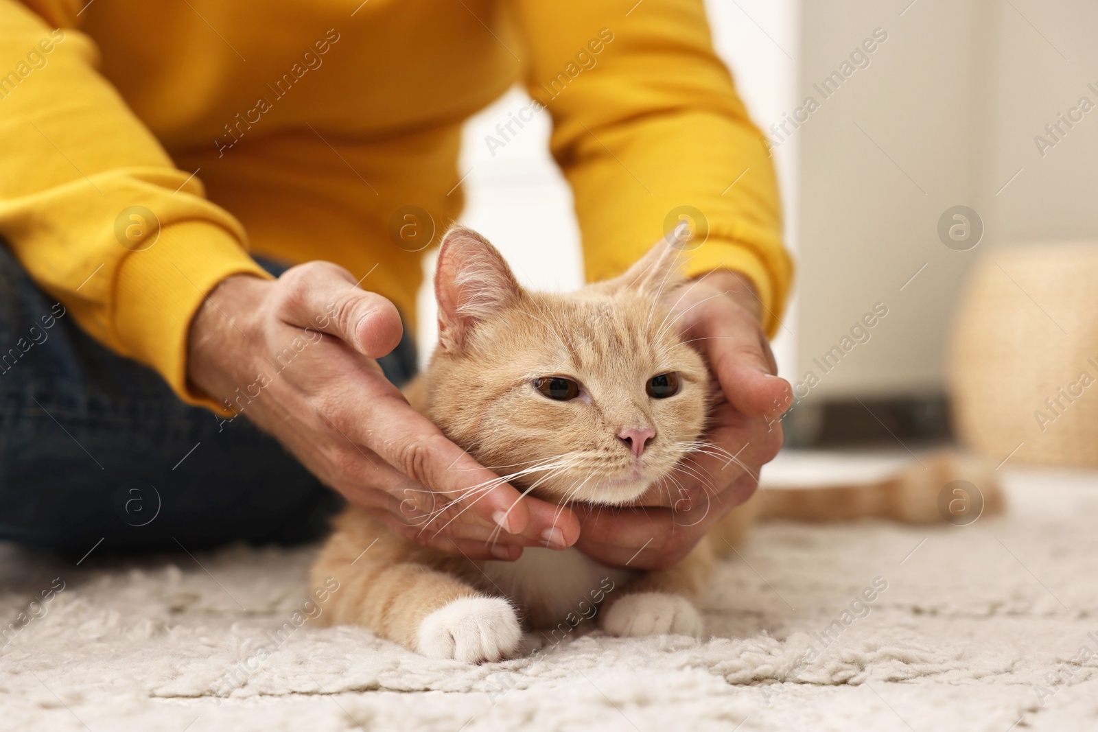 Photo of Man petting cute ginger cat on floor at home, closeup