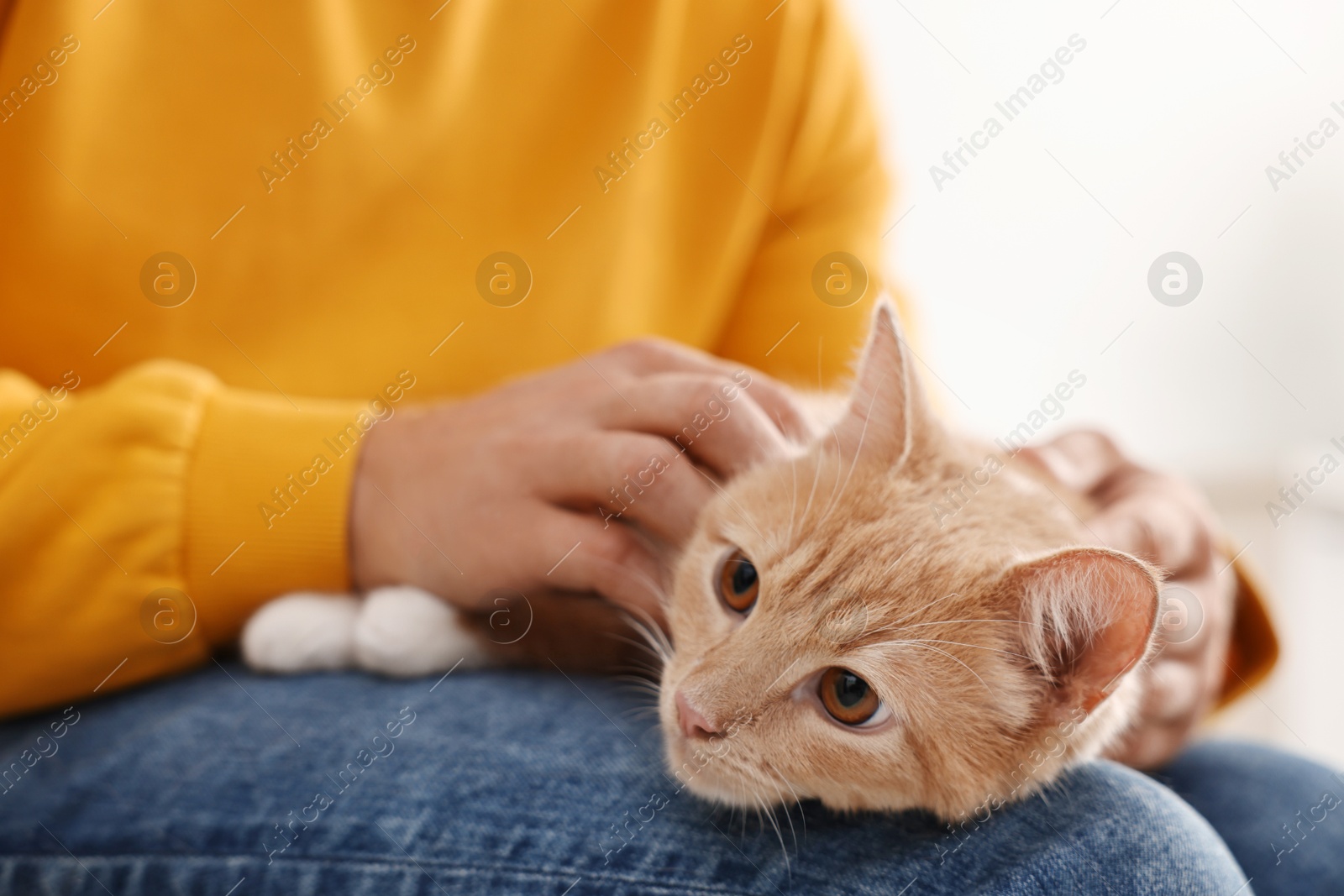 Photo of Man petting cute ginger cat on armchair at home, closeup