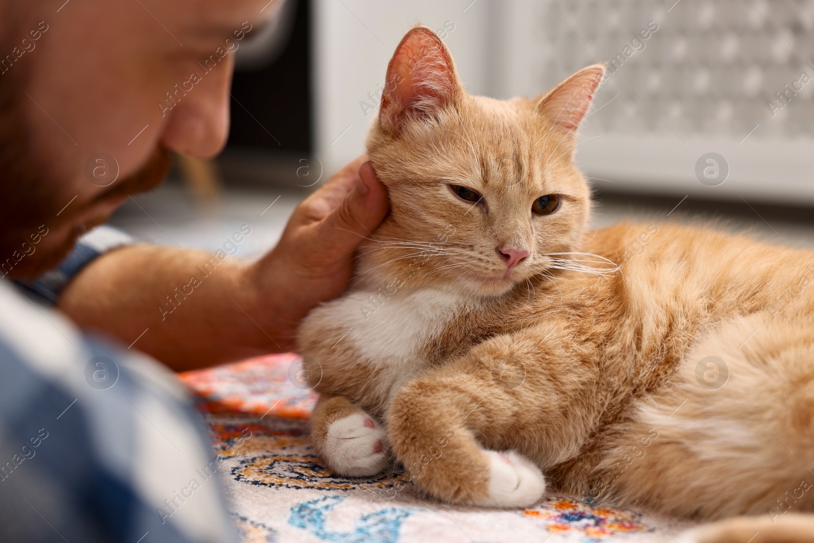 Photo of Man petting cute ginger cat on floor at home, closeup